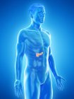 Чоловіча підшлункова залоза тіла анатомія, комп'ютерна ілюстрація . — стокове фото