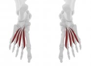 Músculos lumbricales en los huesos de los pies humanos, ilustración por computadora . - foto de stock