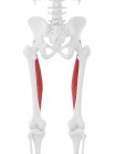 Esqueleto humano con músculo recto femoral de color rojo, ilustración digital
. - foto de stock