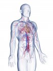 Anatomía masculina que muestra sistema vascular, ilustración por computadora . - foto de stock