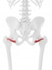 Menschliches Skelett mit detailliertem roten untergeordneten Gemellusmuskel, digitale Illustration. — Stockfoto
