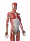 Anatomia e muscolatura della parte superiore del corpo maschile, illustrazione al computer . — Foto stock