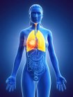 Tumore polmonare nel corpo femminile su sfondo blu, illustrazione digitale . — Foto stock