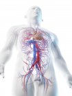 Vasos sanguíneos abdominais masculinos, ilustração digital . — Fotografia de Stock