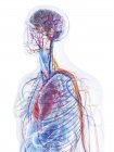 Modello del corpo umano che mostra anatomia maschile e vasi sanguigni, illustrazione digitale . — Foto stock