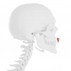 Calavera humana con detalle rojo Depresor septi nasi músculo, ilustración digital . - foto de stock