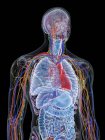 Анатомія верхнього тіла і кровоносні судини, комп'ютерна ілюстрація . — стокове фото