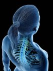 Женское тело со скелетом и лимфатической системой, цифровая иллюстрация
. — стоковое фото