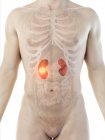 Cancro ai reni nel corpo maschile, illustrazione digitale concettuale . — Foto stock