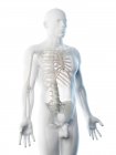 Silueta masculina con huesos visibles de la parte superior del cuerpo, ilustración por ordenador . - foto de stock