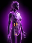 Female silhouette with visible urinary system, digital illustration. — Stock Photo