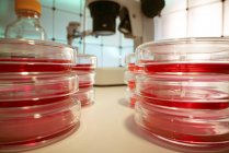 Placas Petri con cultivo en laboratorio, concepto de investigación microbiológica . - foto de stock