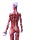 Estructura realista de la musculatura femenina, ilustración digital . - foto de stock