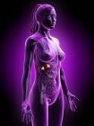 Cuerpo femenino con glándulas suprarrenales visibles, ilustración digital . - foto de stock