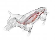 Анатомія собак з видимими органами на білому тлі, цифрова ілюстрація . — стокове фото