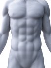Männliche 3D-Darstellung von Bauchmuskeln, Computerillustration. — Stockfoto