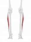 Human skeleton with red colored Peroneus longus muscle, digital illustration. — Stock Photo