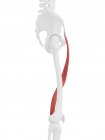 Человеческий скелет с красным цветом Сарториус мышцы, цифровая иллюстрация
. — стоковое фото