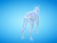 Silhueta cão com esqueleto visível em fundo azul, ilustração digital . — Fotografia de Stock