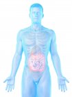 Silueta masculina con intestino delgado visible, ilustración digital
. - foto de stock