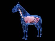Anatomía del caballo con órganos internos visibles, ilustración por ordenador . - foto de stock