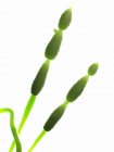 Alternaria Pilze auf weißem Hintergrund, digitale Illustration. — Stockfoto