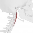 Человеческий скелет с красным цветом Longus Capitis мышцы, цифровая иллюстрация
. — стоковое фото