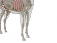 Anatomía del caballo y sistema esquelético en sección baja, ilustración por computadora . - foto de stock