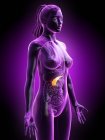 Páncreas en el cuerpo femenino, ilustración anatómica
. - foto de stock