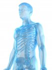 Мужской скелет в прозрачном силуэте корпуса, компьютерная иллюстрация
. — стоковое фото