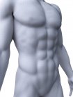 Representación 3d masculina que muestra los músculos abdominales, ilustración por computadora . - foto de stock