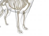 Силуэт собаки с видимым скелетом на белом фоне, цифровая иллюстрация . — стоковое фото