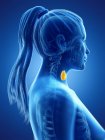 Женское тело с видимой щитовидной железой, компьютерная иллюстрация . — стоковое фото