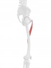 Parte do esqueleto humano com músculo longo Adductor vermelho detalhado, ilustração digital . — Fotografia de Stock