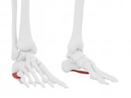 Menschliches Skelettstück mit detailliertem roten Abductor digiti minimi Muskel, digitale Illustration. — Stockfoto