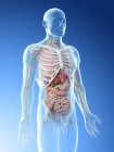 Modèle réaliste du corps humain montrant l'anatomie masculine avec des organes internes, illustration numérique . — Photo de stock