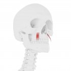 Crânio humano com vermelho detalhado Levator anguli oris muscular, ilustração digital . — Fotografia de Stock