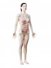 Модель человеческого тела, показывающая женскую анатомию с внутренними органами, цифровая 3D рендеринг иллюстрация
. — стоковое фото