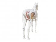 Anatomía del caballo y sistema esquelético, ilustración por ordenador . - foto de stock