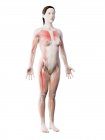 Modelo del cuerpo humano que muestra la anatomía femenina con el sistema muscular, ilustración digital del render 3d . - foto de stock