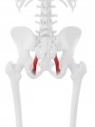 Esqueleto humano con músculo rojo detallado del ligamento Sacrotuberous, ilustración digital . - foto de stock