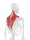 Modelo de esqueleto humano con músculo Trapezius detallado, ilustración por computadora . - foto de stock