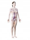 Жіноча анатомія, що показує судинну систему, цифрове зображення.. — стокове фото