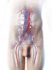 Männliche Blutgefäße im Bauch, digitale Illustration. — Stockfoto