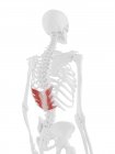 Human skeleton with red colored Serratus posterior inferior muscle, digital illustration. — Stock Photo