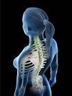 Corpo feminino mostrando esqueleto e sistema linfático, ilustração digital . — Fotografia de Stock