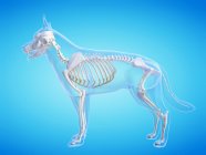 Собачий силует з видимим скелетом на синьому фоні, цифрова ілюстрація . — стокове фото