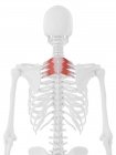 Человеческий скелет с красным цветом Serratus задней верхней мышцы, цифровая иллюстрация . — стоковое фото
