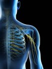 Anatomie des nerfs de l'épaule dans la silhouette du corps masculin, illustration par ordinateur . — Photo de stock