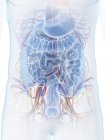 Anatomía abdominal masculina, ilustración por ordenador . - foto de stock